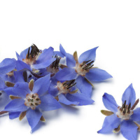 Масло Огуречника (Бораго) новое поступление