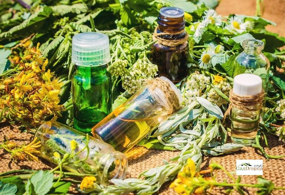 СУХИЕ ЭКСТРАКТЫ